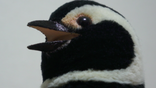 会話ができる ペンギンロボット ペンタ君を製作しました Robopara